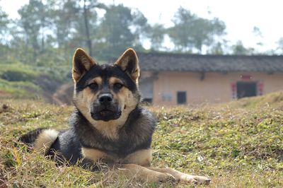 Portrait of dog on field