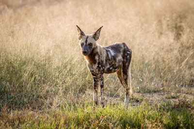 Portrait of african wild dog standing on land