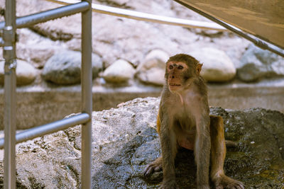 Portrait of monkey in zoo