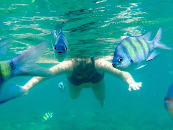 Fish swimming in pool