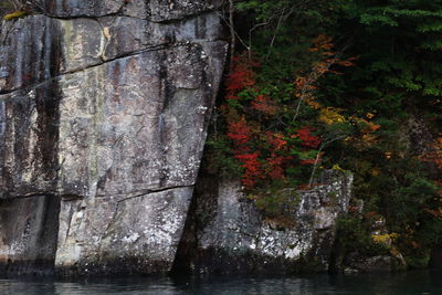 Trees by rocks in forest