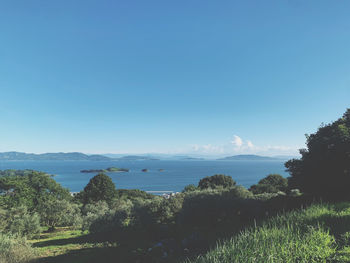 Scenic view of trees against blue sky