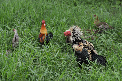 View of a bird on field