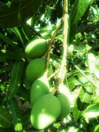 Close-up of green leaves