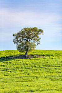 Tree on field against sky