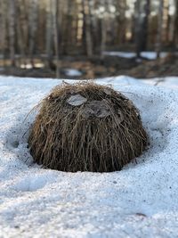 Close-up of crab on snow covered land