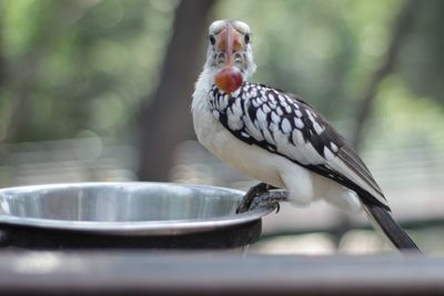 Close-up of bird eating food