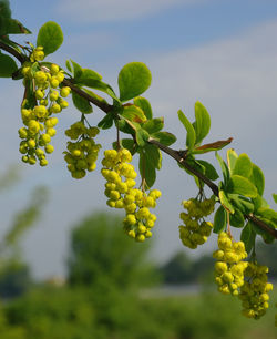 Close-up of fruits growing on tree against sky