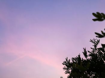 Low angle view of tree against sky