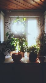 Potted plants in pot