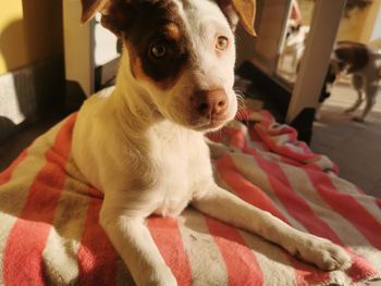 Portrait of dog relaxing on bed at home