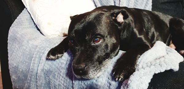 Close-up portrait of dog relaxing on bed at home