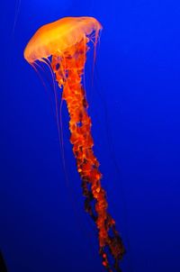 Close-up of jellyfish against blue background