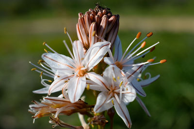 Close-up of white flowering plant