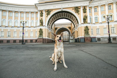 Portrait of dog on street against building in city