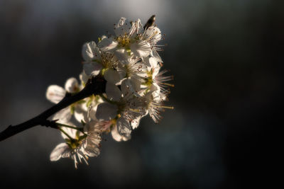 Close-up of flowers on twig