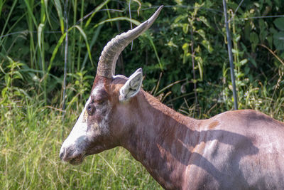 Side view of deer on field