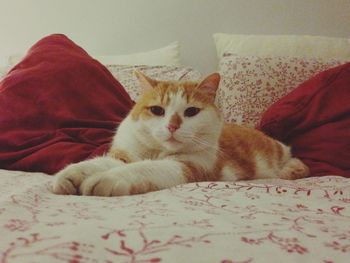 Cat relaxing on bed