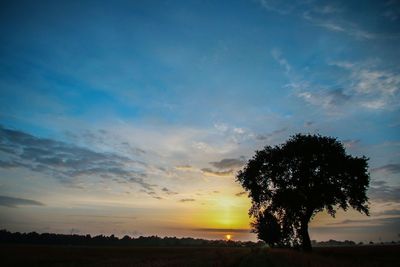 Silhouette tree on field against sky at sunset