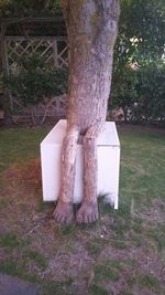 Tree trunk in park