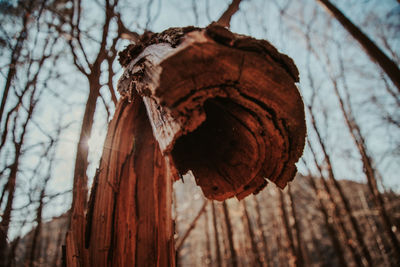 Close-up of dry leaf on tree trunk in forest