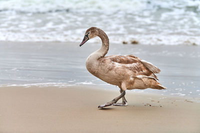 Young brown colored white swan walking by blue waters of baltic sea. swan chick with brown feathers