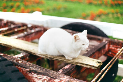 Close-up of a cat