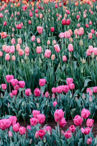 Pink tulips in field