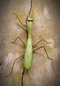 Close-up of grasshopper