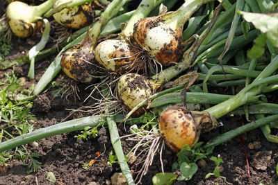 High angle view of vegetables on field