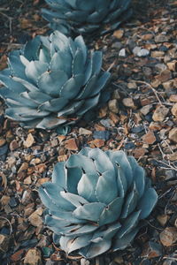 High angle view of succulent plant on land