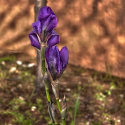 Close-up of purple flowers blooming in field