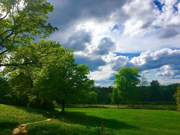 Trees on field against sky