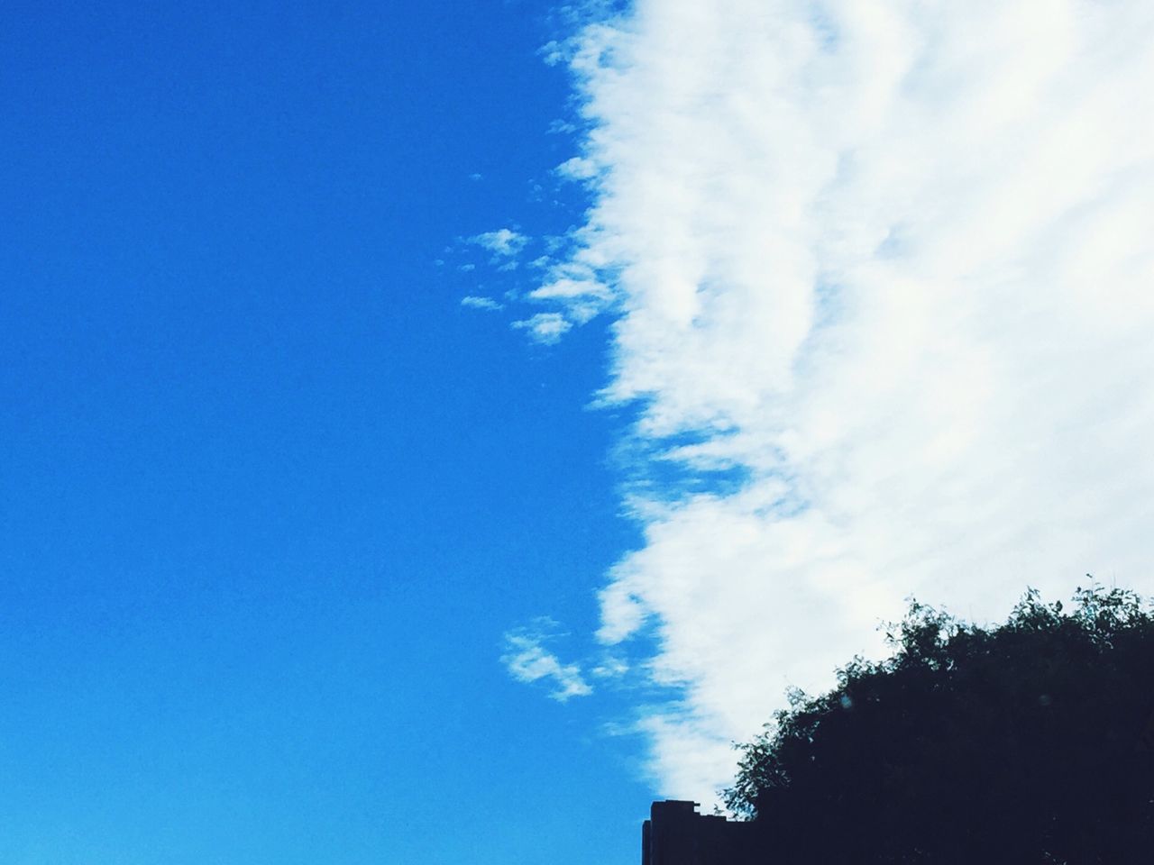 low angle view, blue, tree, sky, beauty in nature, tranquility, nature, cloud - sky, scenics, silhouette, tranquil scene, high section, growth, cloud, outdoors, copy space, day, no people, idyllic, treetop