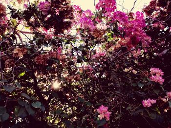 Low angle view of pink flowering tree