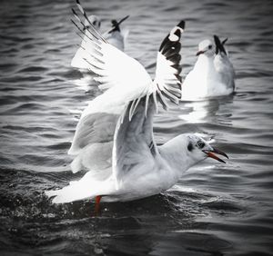 Seagulls flying over lake