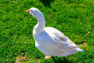 Close-up of a bird on field