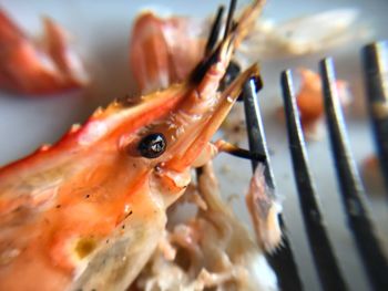 Close-up of crab on sea