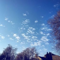 Low angle view of trees against blue sky