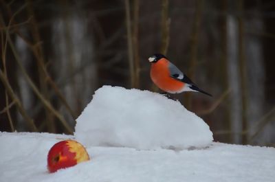 Close-up of bird perching on snow