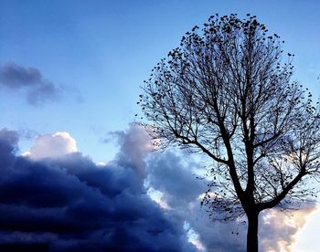 Low angle view of bird against sky