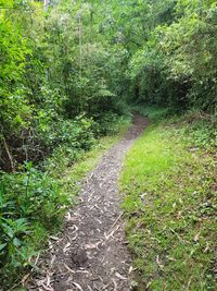 Dirt road amidst plants