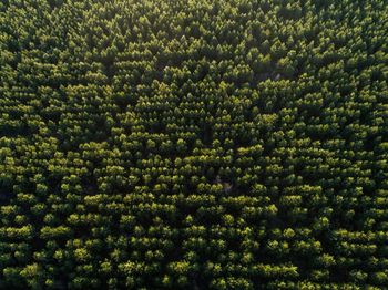 High angle view of plants growing in forest