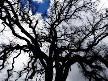 Low angle view of silhouette bare tree against sky