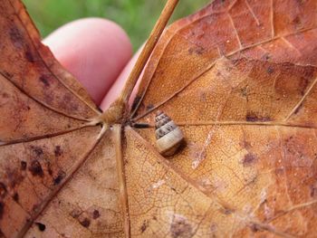 High angle view of insect on wood