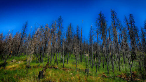 Trees on landscape against blue sky