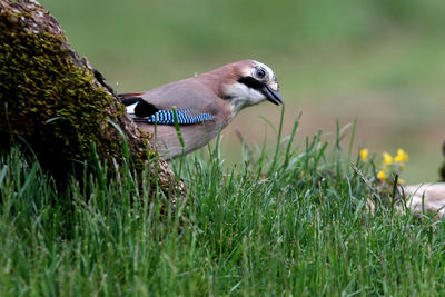 Side view of a bird on grass