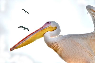 Close-up of pelican