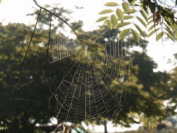 Close-up of spider web against blurred background