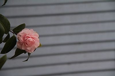 Close-up of pink rose blooming outdoors